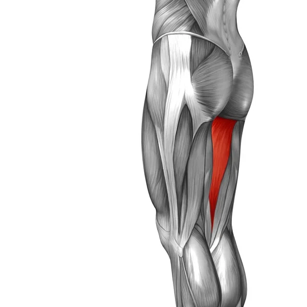 Анатомія верхніх ніг людини — стокове фото