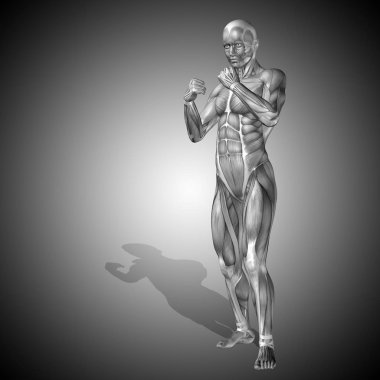 İnsan vücudu anatomisi 