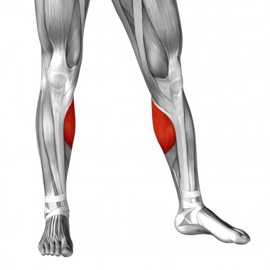 insan alt bacaklar anatomisi