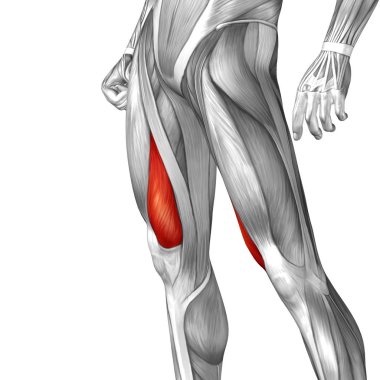 insan üst bacaklar anatomisi