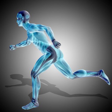 İnsan vücudu anatomisi 