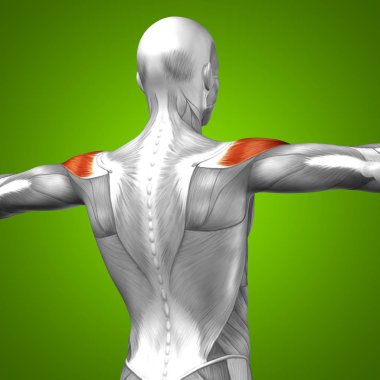 insan arka anatomisi