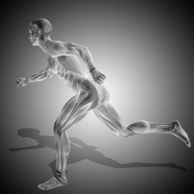 İnsan vücudu anatomisi 