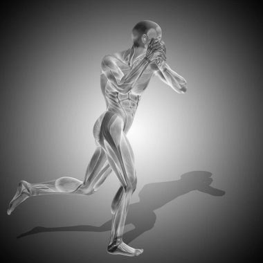 İnsan vücudu anatomisi 