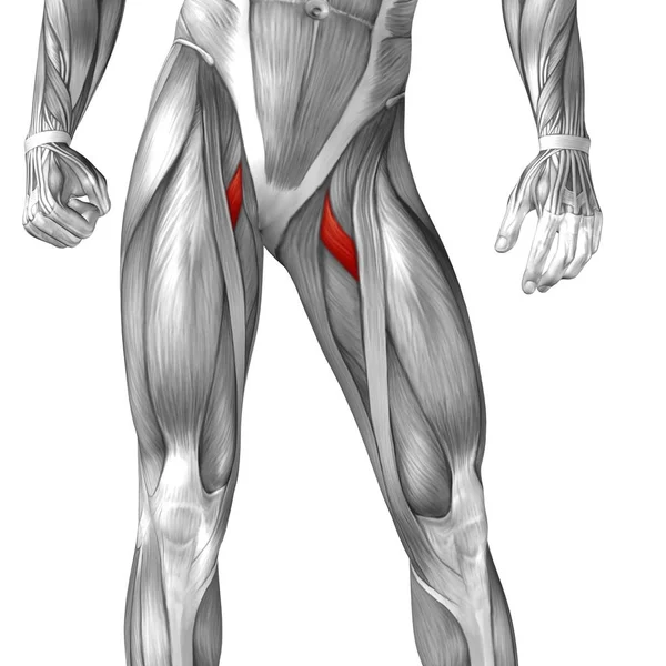 Human upper legs anatomy - Stock Image. 