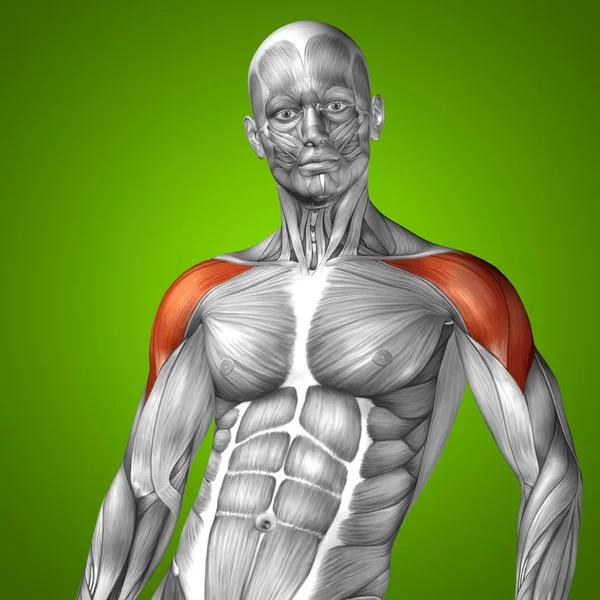 Human chest anatomy — Stock Photo, Image