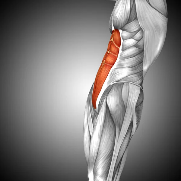 Anatomia człowieka klatki piersiowej — Zdjęcie stockowe