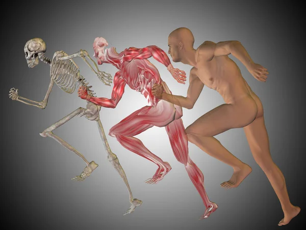 Lidské tělo sceleton — Stock fotografie