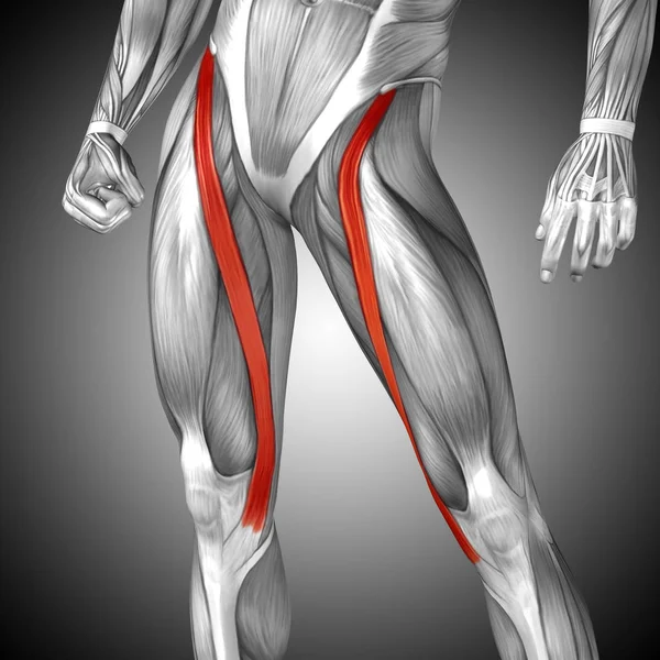 Anatomia humana das pernas superiores — Fotografia de Stock