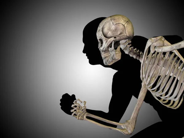 Скелет груди человека — стоковое фото