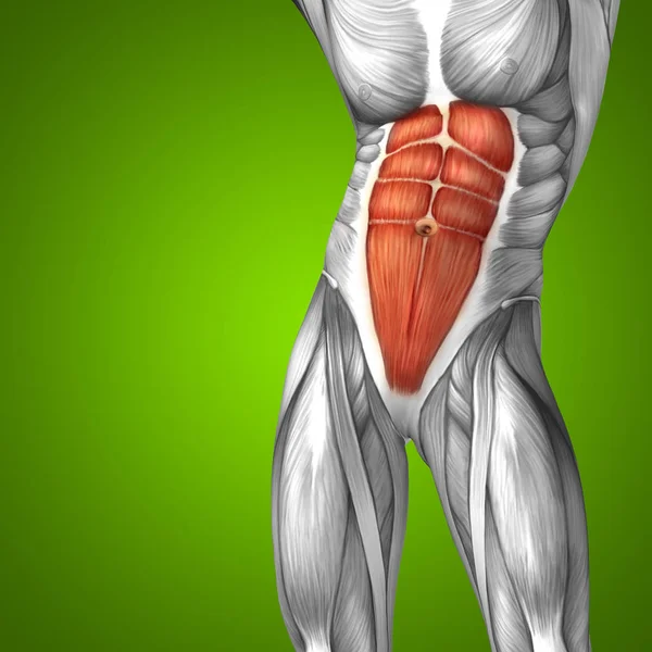 human chest anatomy