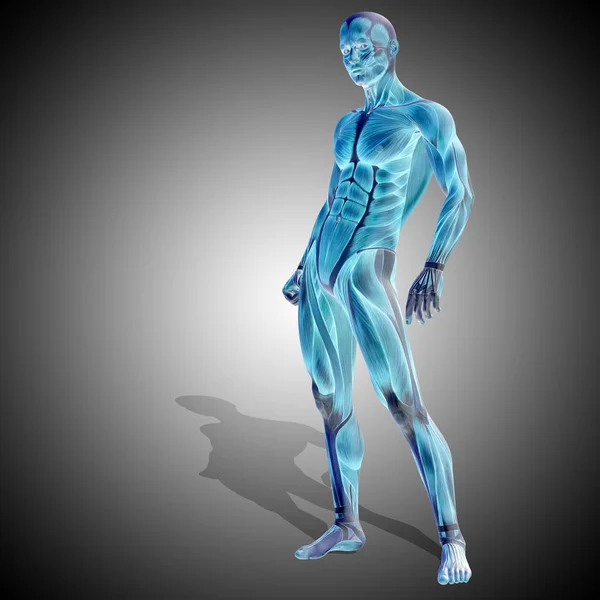 Anatomia do corpo humano — Fotografia de Stock