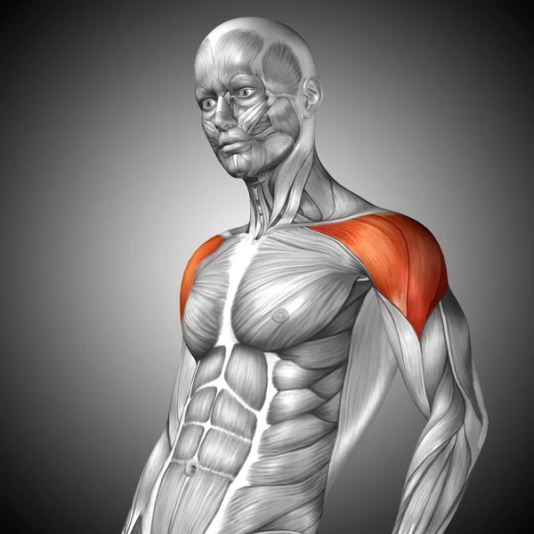 human chest anatomy