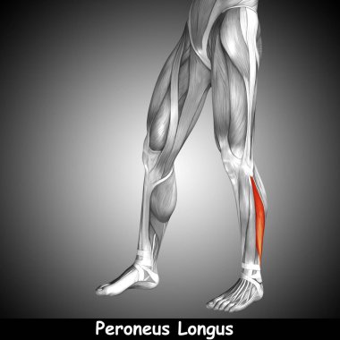 insan alt bacaklar anatomisi