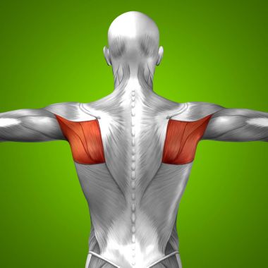 insan arka anatomisi