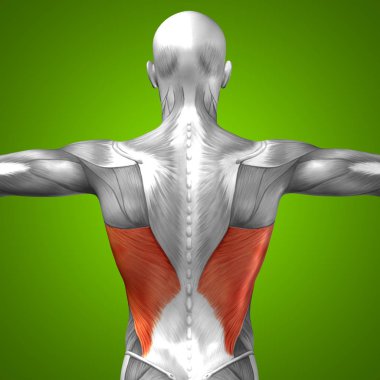 insan arka anatomisi