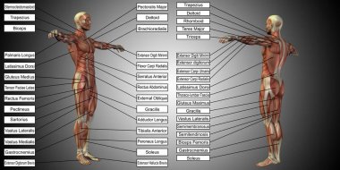 insan anatomisi mockup