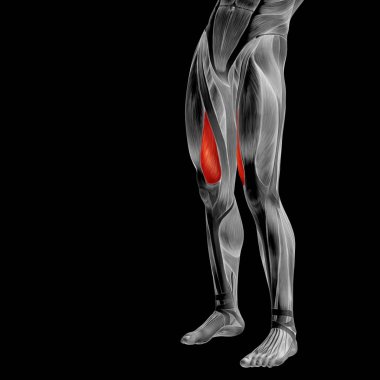 insan üst bacaklar anatomisi 