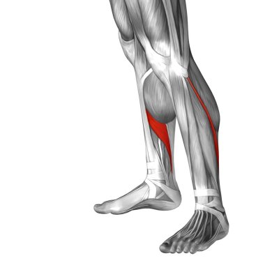 insan alt bacaklar anatomisi