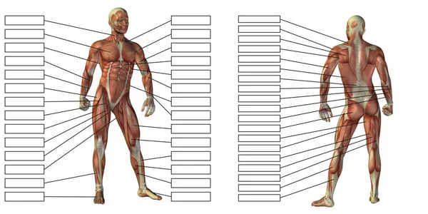 Anatomi manusia mockup — Stok Foto