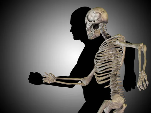 Anatomie van het menselijk skelet — Stockfoto