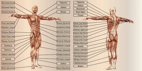 Insan anatomisi mockup — Stok fotoğraf