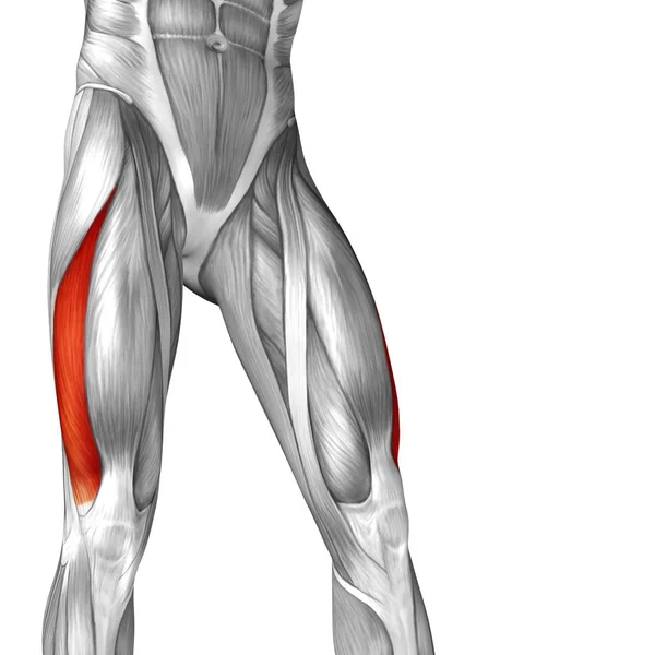 Anatomia humana das pernas superiores — Fotografia de Stock