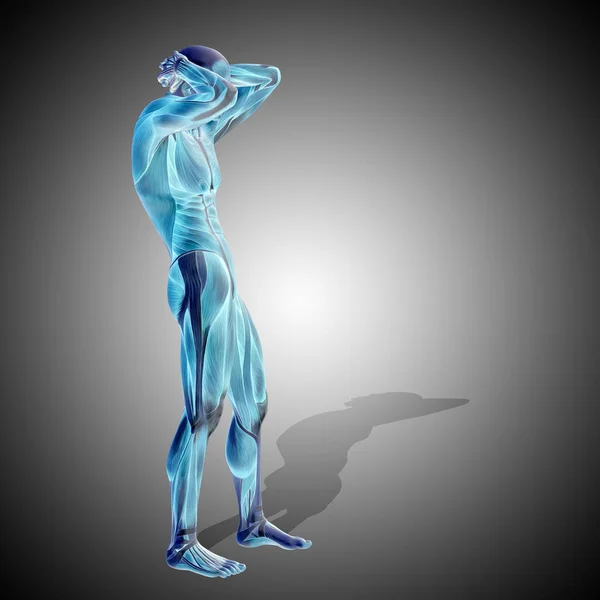 anatomy body with muscle