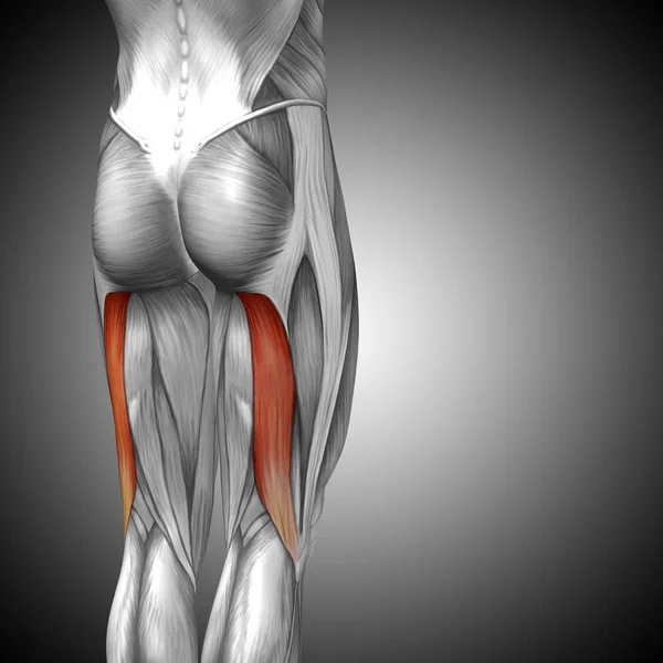 human upper legs anatomy