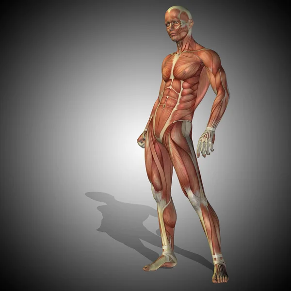 Anatomie lichaam met spier — Stockfoto