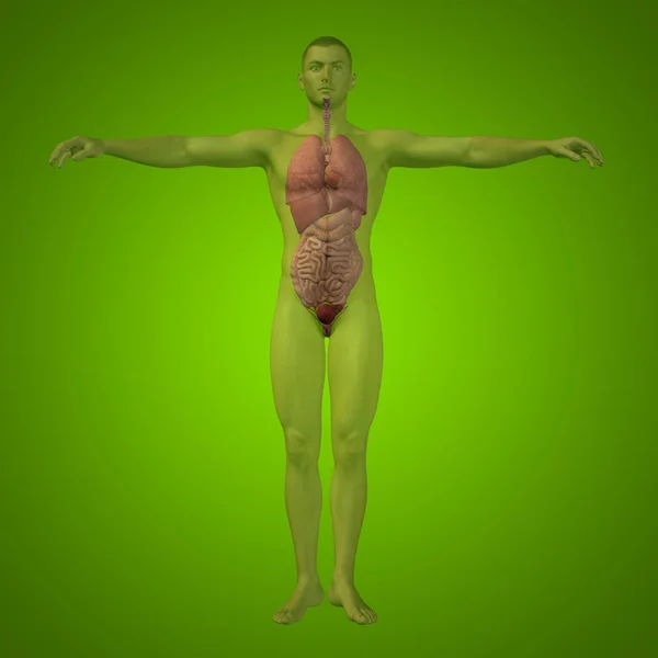 Emberi ember szerkezet, a belső szervek — Stock Fotó