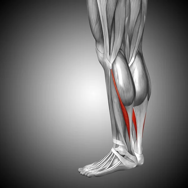 Anatomía de las piernas más baja — Foto de Stock