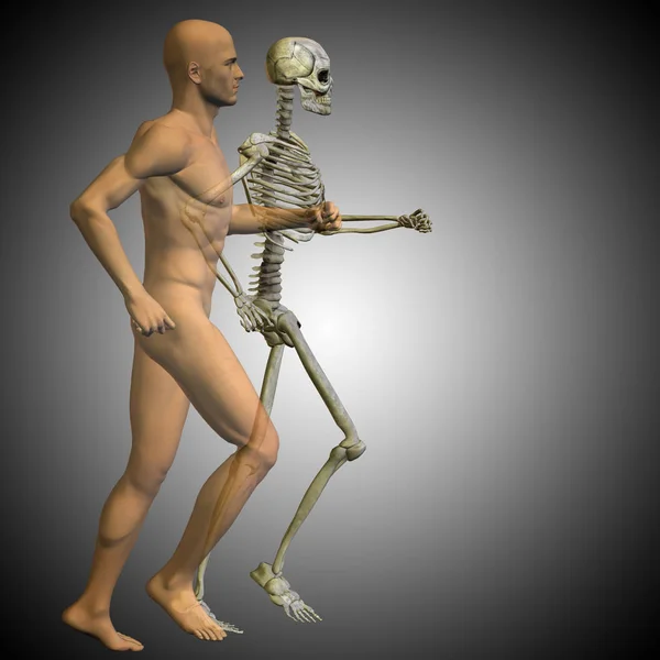Emberi csontváz anatómia — Stock Fotó