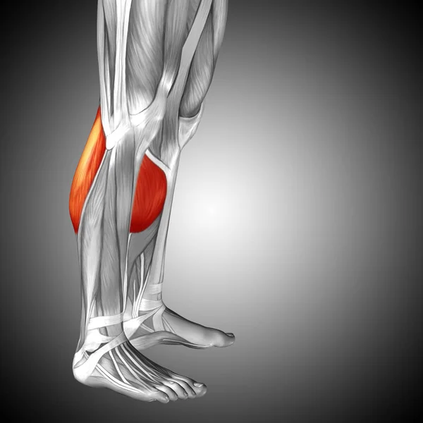 human lower legs anatomy