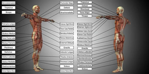 Modelo de anatomia humana — Fotografia de Stock