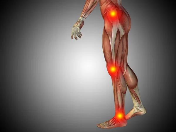 anatomy lower body with articular pain