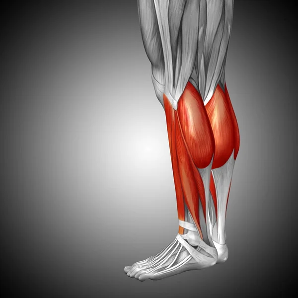 human lower legs anatomy