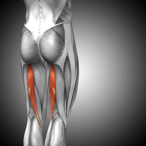 human upper legs anatomy