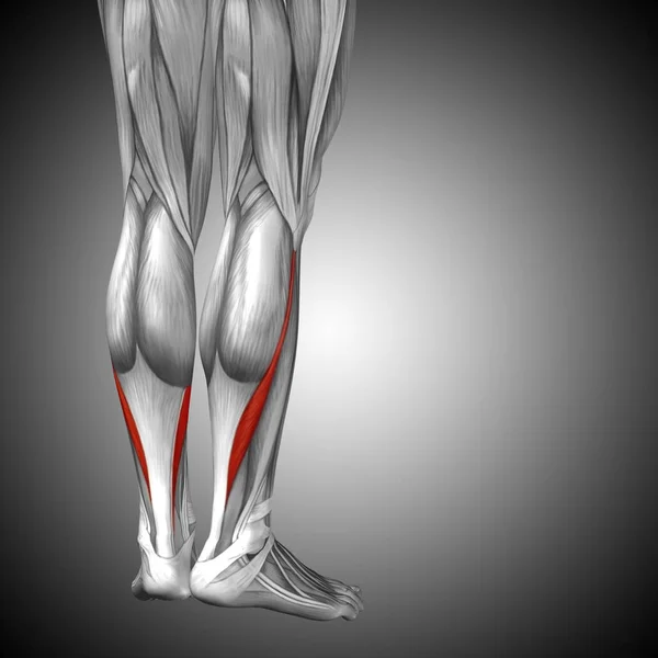 Insan alt bacaklar anatomisi — Stok fotoğraf