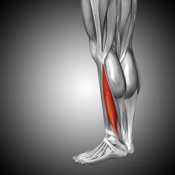 Insan alt bacaklar anatomisi — Stok fotoğraf