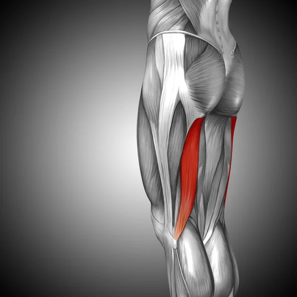 Anatomia humana das pernas superiores — Fotografia de Stock