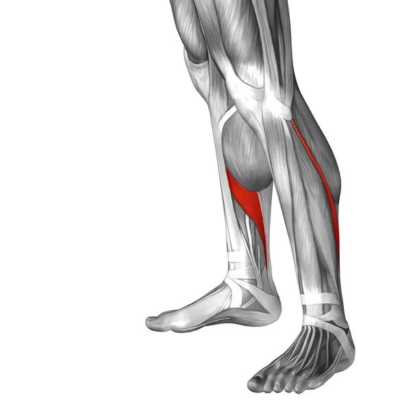 인간의 낮은 다리 해부학 — 스톡 사진