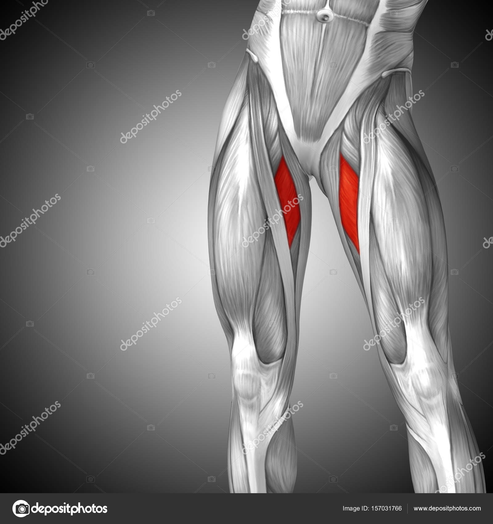 Human Upper Legs Anatomy Stock Photo Image By C Design36 157031766