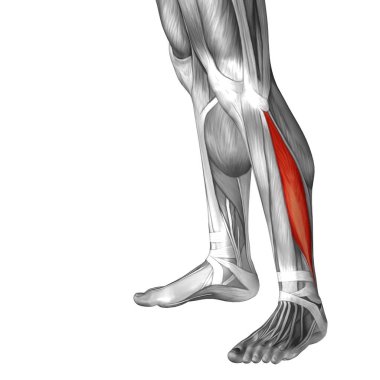 insan alt bacaklar anatomisi