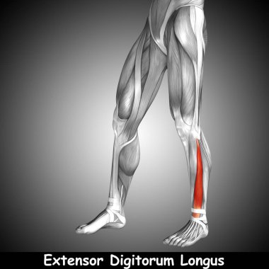 insan alt bacaklar anatomisi