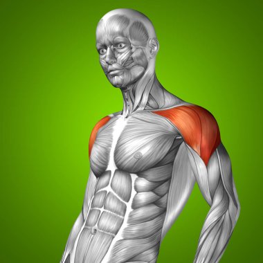 insan anatomisi veya anatomik