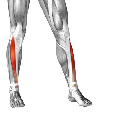 insan alt bacaklar anatomisi