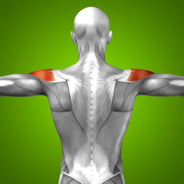 insan arka anatomisi