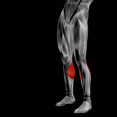 insan alt bacaklar anatomisi