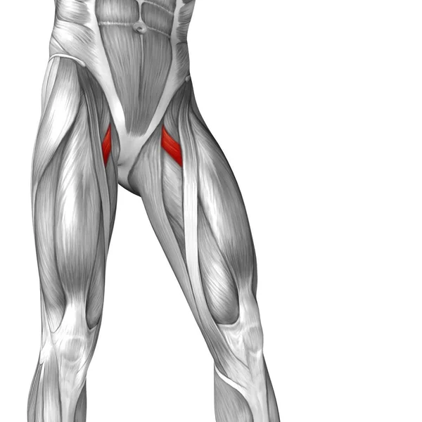 human upper legs anatomy